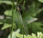Damselfly